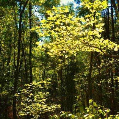 经典牛牛app下载